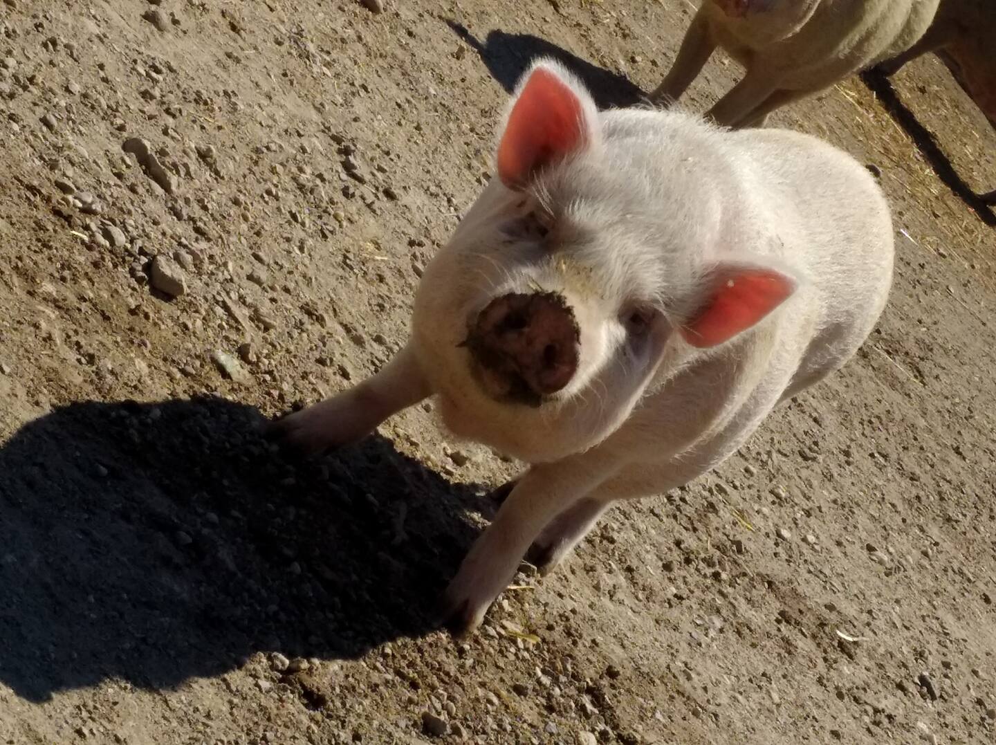 3a2095ff 436a 40ea 9f02 11d671be6ba8