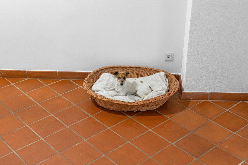 Lama Hund 066