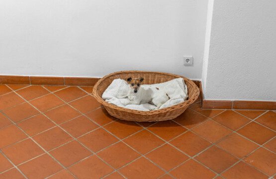 Lama Hund 066